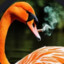 orangeswan