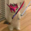 ruwikz
