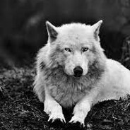 亗『 sᴋʏᴡᴏʟғ 』亗