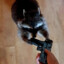 Raccoon with a gun