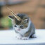 Licochaton