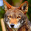 Red Wolf