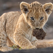 Senzyy - steam id 76561198396622575