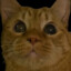 Gato