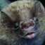 A Bat