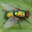 La Mouche à merde
