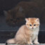 养猪圣手