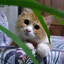 kits