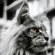 林北淡哉后里西