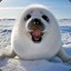 BabySeal