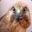 Mr |Hen~Harrier| Stаlkеr