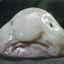 lumpyfish