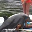 raping dolphin