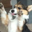 Funny Corgi