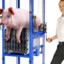 pig elevator