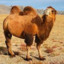 janecamel