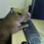 capybarka