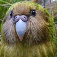 Kakapo Shade