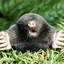 Screaming_Mole