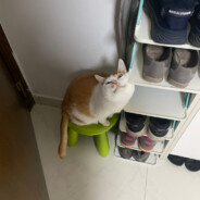 只会洗碗的MONDAY