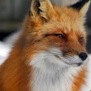 foxaventura