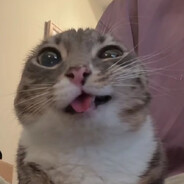 KOTIKᑌ ᑕᕼᑌᑕᕼᑌT ᑭ