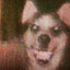 smiledog.jpg (REAL)