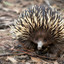 Porcupine