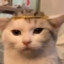 Brie_Fingfizz