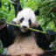 ∫Lazy PaNdA*xdx