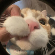 玩家头像