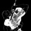 kurash