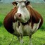 Cow