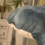 Kidneycat