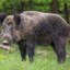 Boar