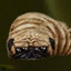 Пёсик's avatar