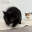 attack