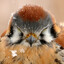 [KASF] Kestrel_KoF