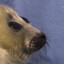 PeachThePit
