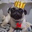 THE PUG KING