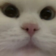 爱豹豹还是爱猫猫