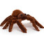 tarantula.taylor