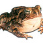 toad