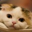 我想开猫店i