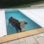 cow in the pool