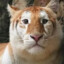 meow