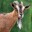 Apollo_The_GoAt