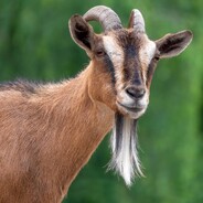 Apollo_The_GoAt