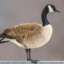 Canada_Goose