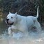 Dogo Argentino